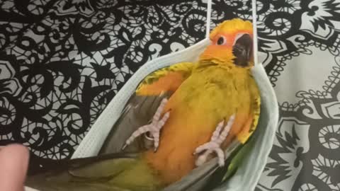 Sun Conure in a Facemask