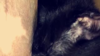 Black kitten licking brown dog consistently