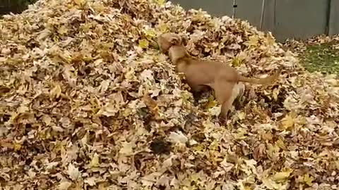 Dog jumps right in massive leaf pile