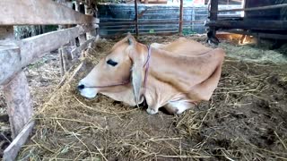 Cow sitting on farm ground very sick