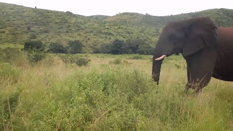 African biggest elephant cross a road majestically while the tourists are watching