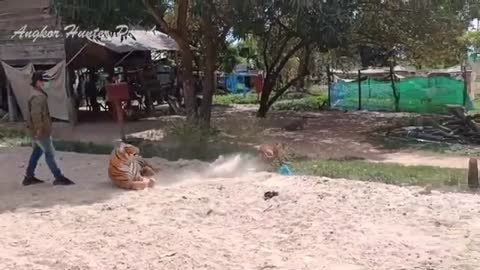 Prank fake tiger video