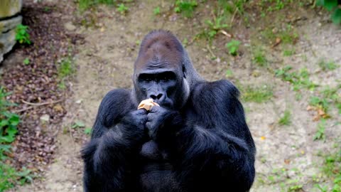 Gorilla eating a sandwich