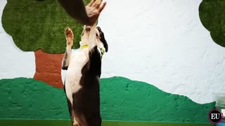 Mi mascota: la importancia de la educación integral de los perros [Video]