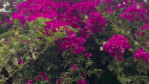 Beautiful vine flowers - Bougainvillea vines