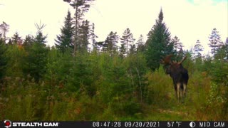 Maine Moose Captured on Stealth Cam Reactor