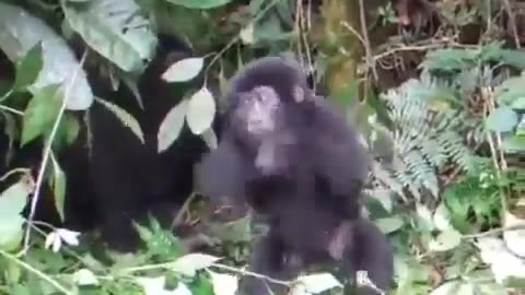 Baby Gorilla's First Chest Pound