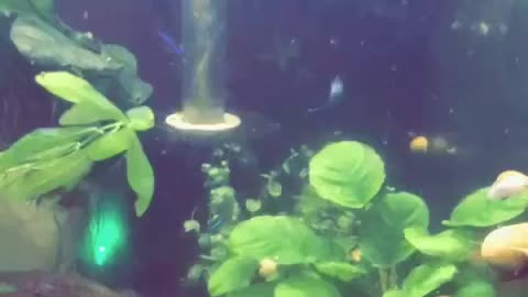 Mystery Forest Tank