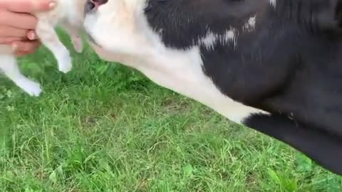 a_cow_and_her_cat The moment you’ve all been waiting for