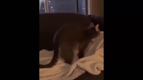 Funny cat, is this training legs?