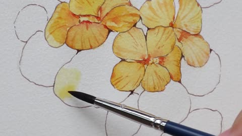 Watercolor course: how to draw nasturtium plants?