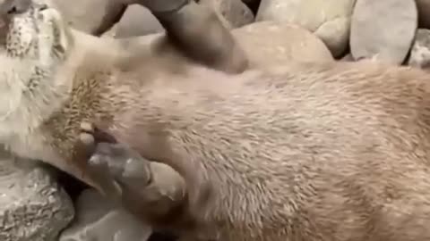 Such a playful otter