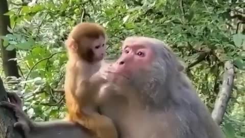 The monkey does not let the baby walk.
