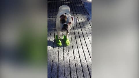 Boxer Dog Struts His Crocs Like A True Fashionista