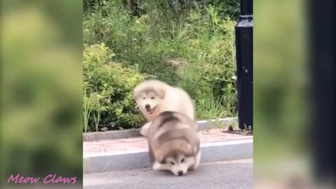 Baby alaskan malamute cutiest and funniest