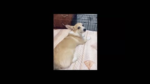 Cute Owner waking her Corgi Without Reason