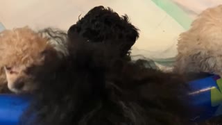 AKC toy poodle puppies