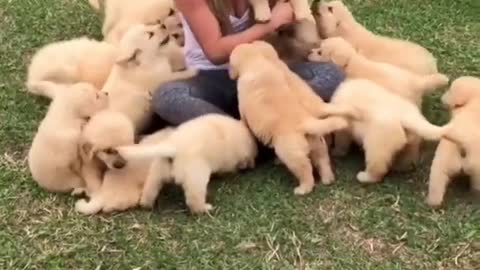 Beatiful moment with Golden Retriever puppies ❤