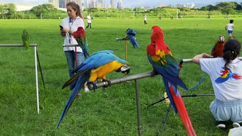 Trained parrot show at outdoor