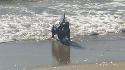 Shark sighting turns out to be bodysurfing dog