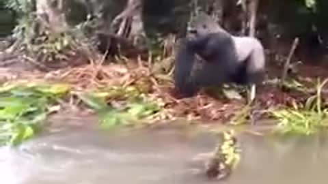 Gorilla Splashes Tourists