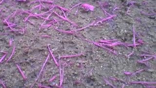 Rose apple flowers on the floor add a special touch [Nature & Animals]