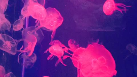 Aquarium colorful jellyfish