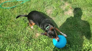 Soccer Dog