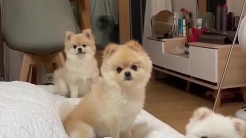 3 Cute Dogs Pet Compilations Creative Commons Video #trending #youtubeshorts #pomerian Cute Puppy 🐶😍