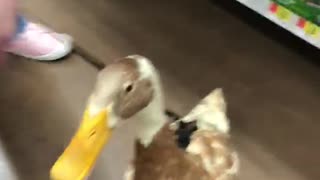 Discovering a Pet Duck in a Supercenter