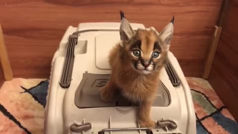 Caracal Screams for Food