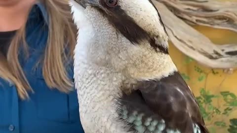 I always loved hearing these birds in kookaburra Australian 💕