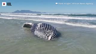 Whale washes up on Cape Town beach