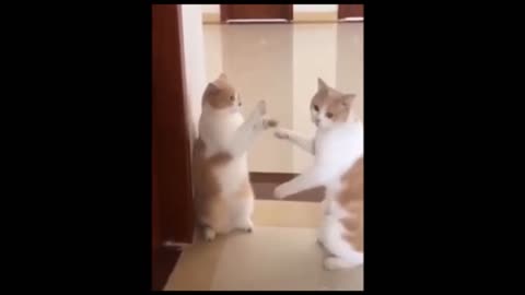 two lovely cats are fight together for eating fish