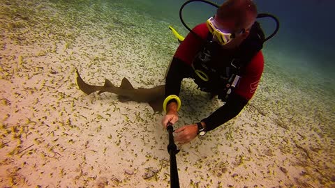 Friendly baby shark approaches scuba divers for a little love