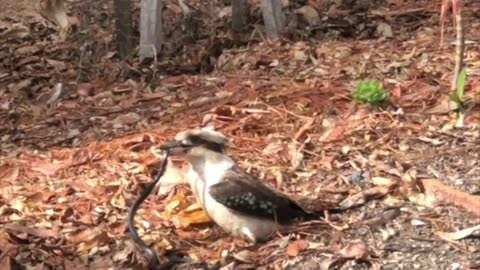 Kookaburra Takes Lunch To Go