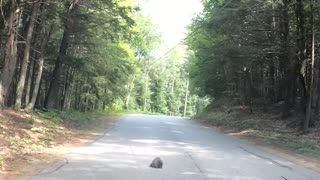 Porcupine Crossing