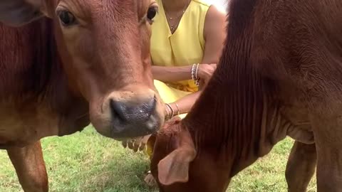 Cows with girl..