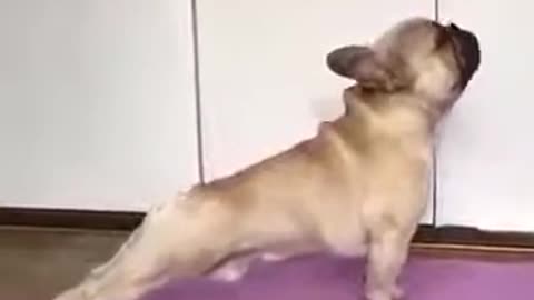 Very funny video Hot motivation yoga stretches (pug dog) up dog & downward dog poses