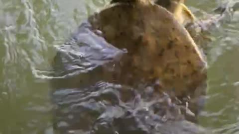 Big soft shell turtle