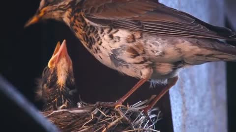 Animal Pet Wildlife Bird Taking Care Of The Chicks In The Nest