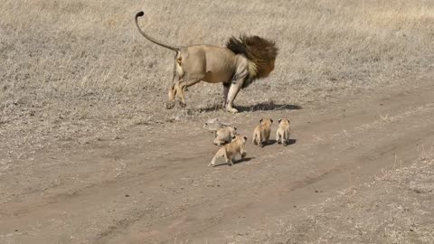 King Lion Playing with Kids