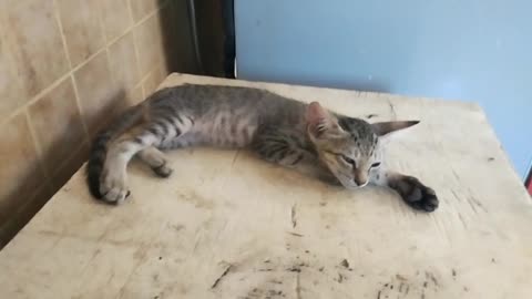 Sleeping Kitten - Not Ready for Video
