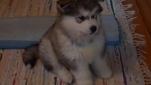 8 Weeks Old Alaskan Malamute Puppy Iida