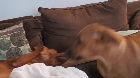 Rhodesian Ridgeback - Get Up Lazybones and Play With Me!!