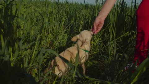 Female dog owner feeding her adorable shorthair apple head chihuahua in green wheat field