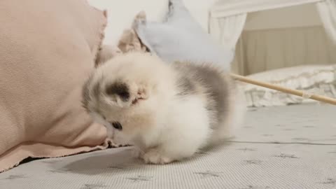 Videos of cute kitten a lovely short leg kitten