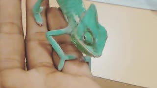 Chameleon Eats for the First Time