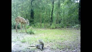 South East Texas Backyard Wildlife Garden 71