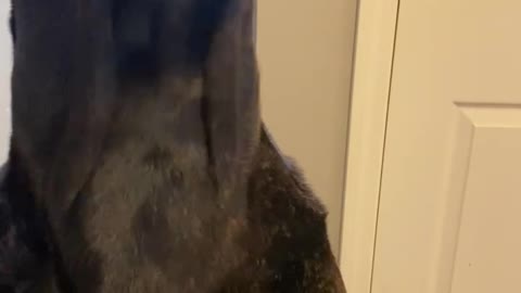 Cane Corso getting his treat